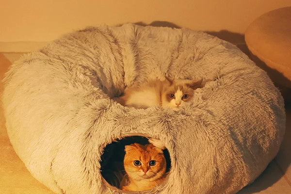 Why Every Cat Owner Needs a Cat Tunnel Now!