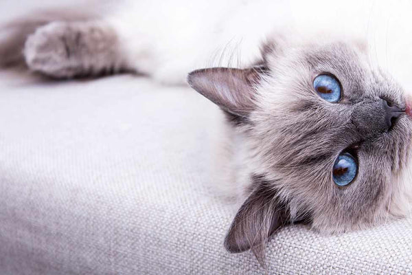 Rag Doll Cat